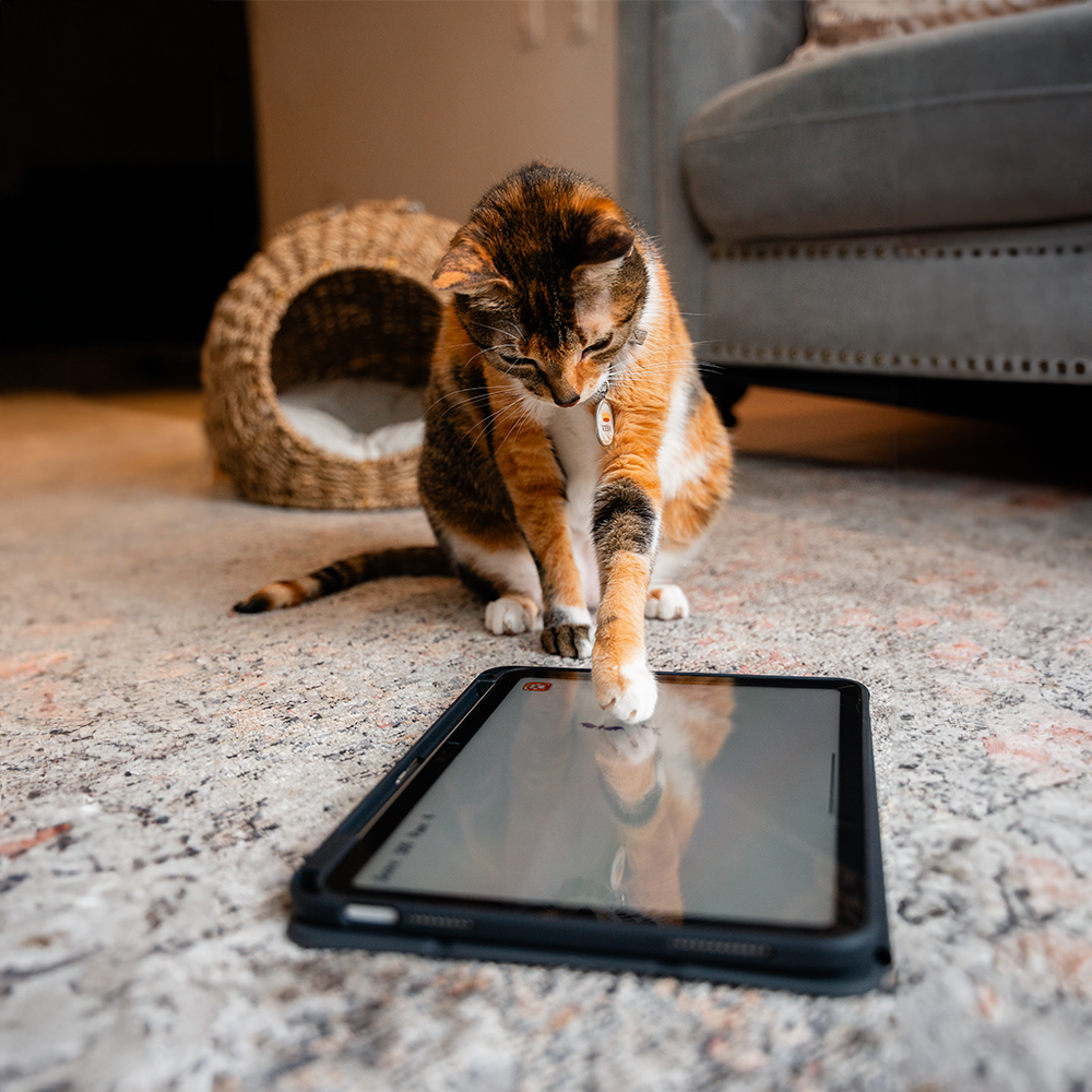 GlassGuard para iPad - Attenza.net