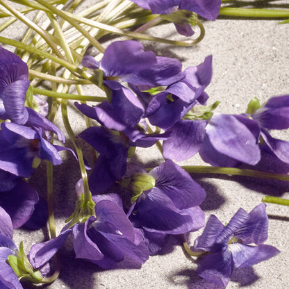 Dolce Violet Eau de Toilette - Attenza Panamá