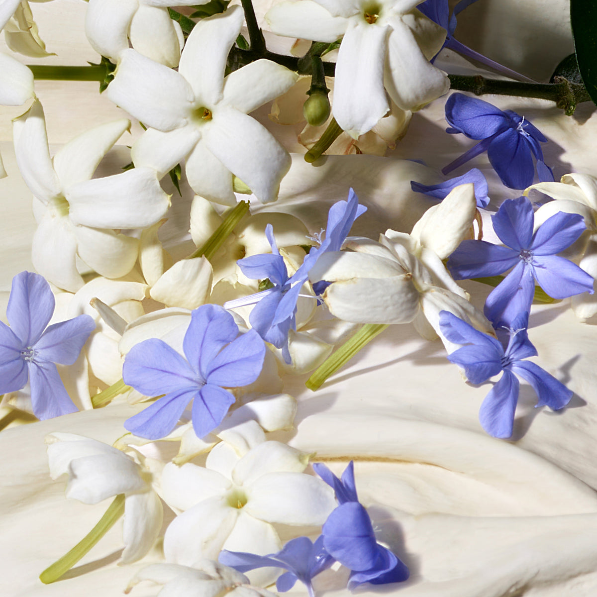 Dolce Blue Jasmine Eau de Parfum - Attenza Panamá
