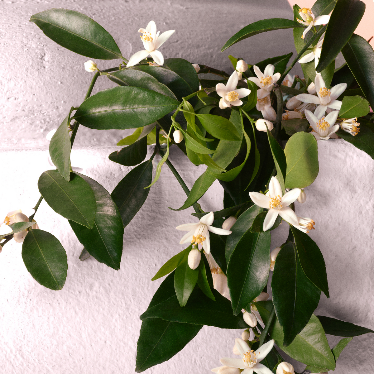 Devotion Eau de Parfum Intense - Attenza Panamá