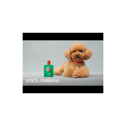 Dolce & Gabbana Bruma Sin Alcohol Para Perros Fefé